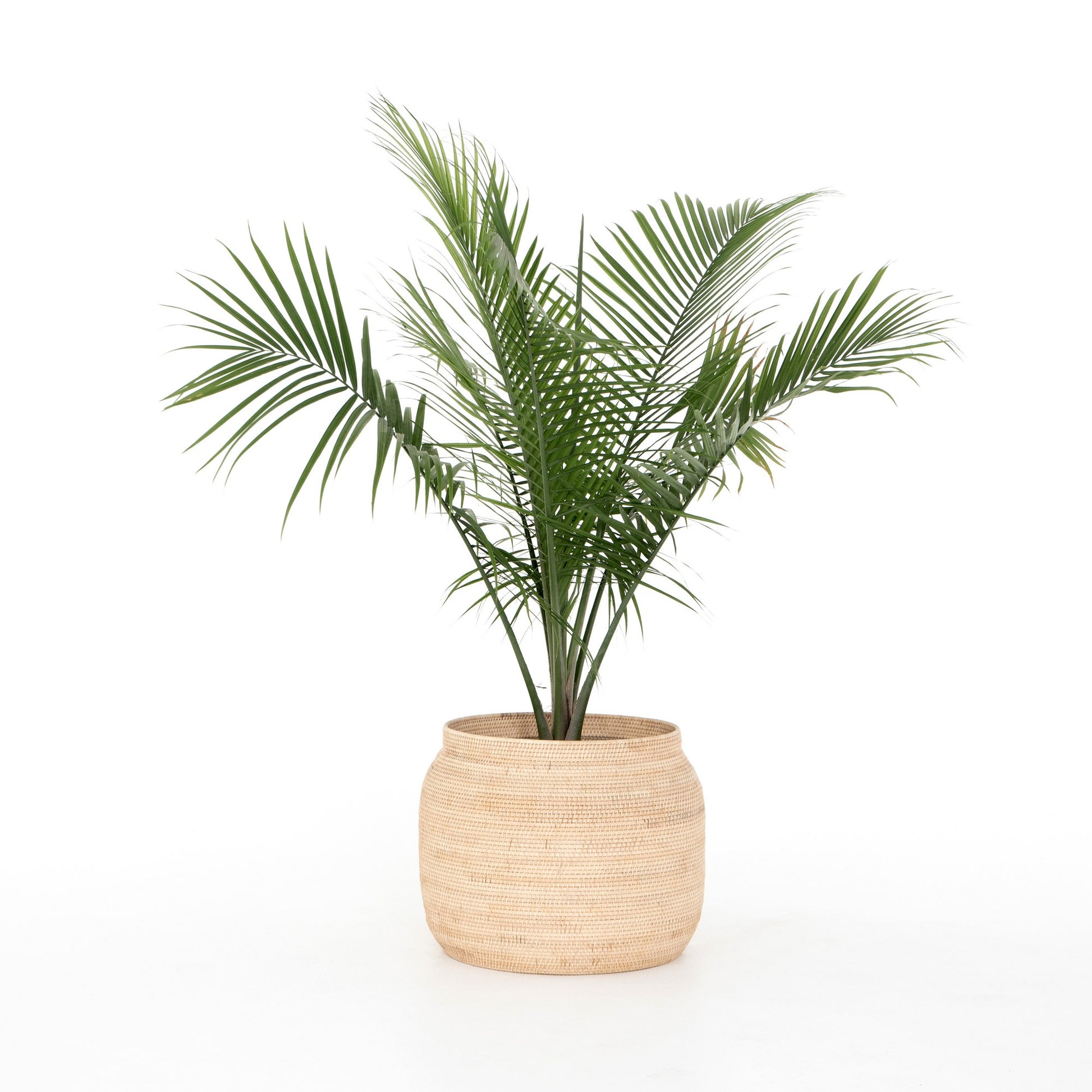 OPEN BOX -  Ansel Natural Basket In Natural Finish